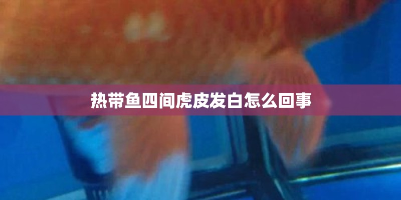 热带鱼四间虎皮发白怎么回事
