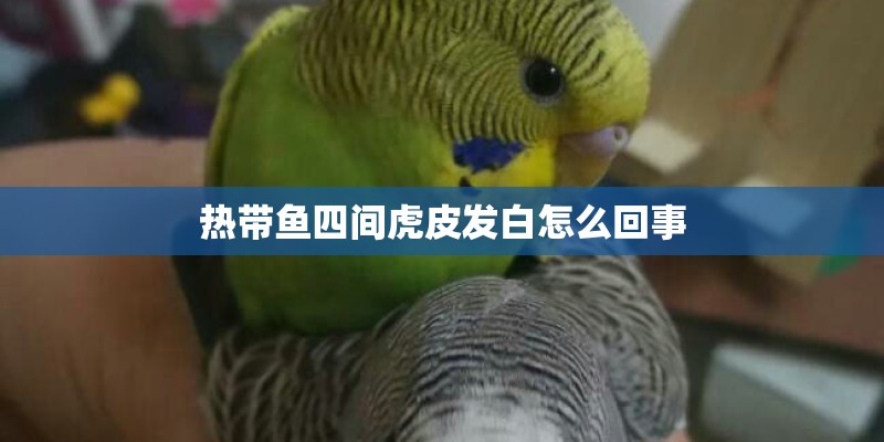 热带鱼四间虎皮发白怎么回事
