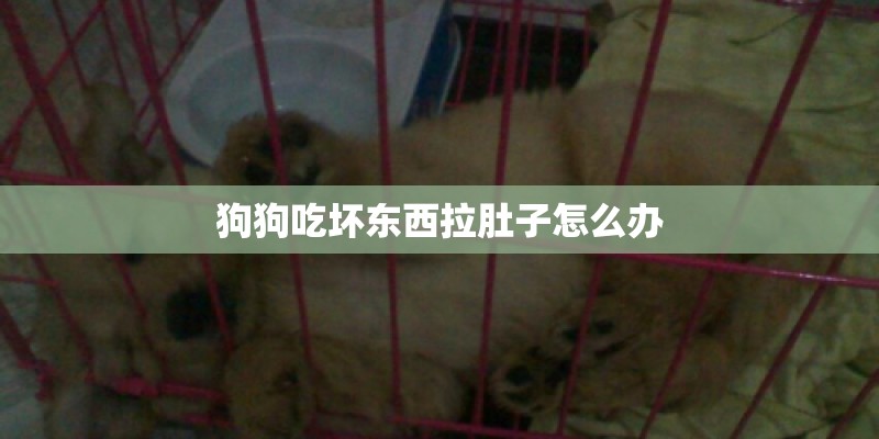 狗狗吃坏东西拉肚子怎么办