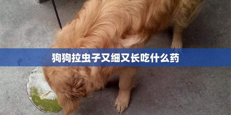 狗狗拉虫子又细又长吃什么药