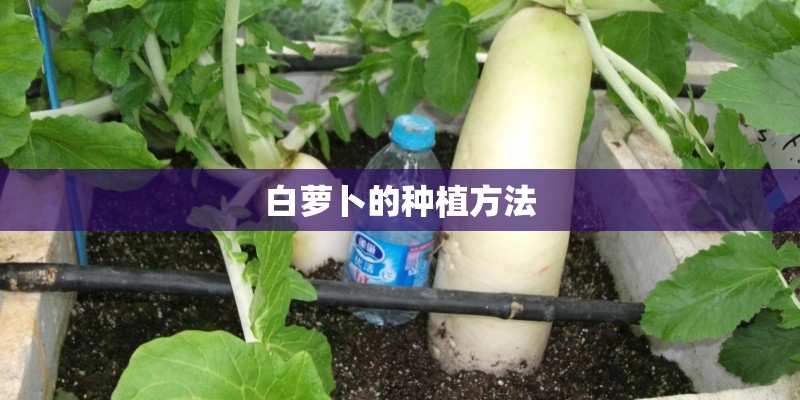 白萝卜的种植方法