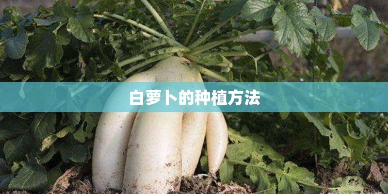 白萝卜的种植方法 白萝卜的种植方法