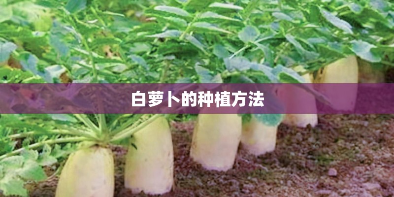 白萝卜的种植方法 白萝卜的种植方法