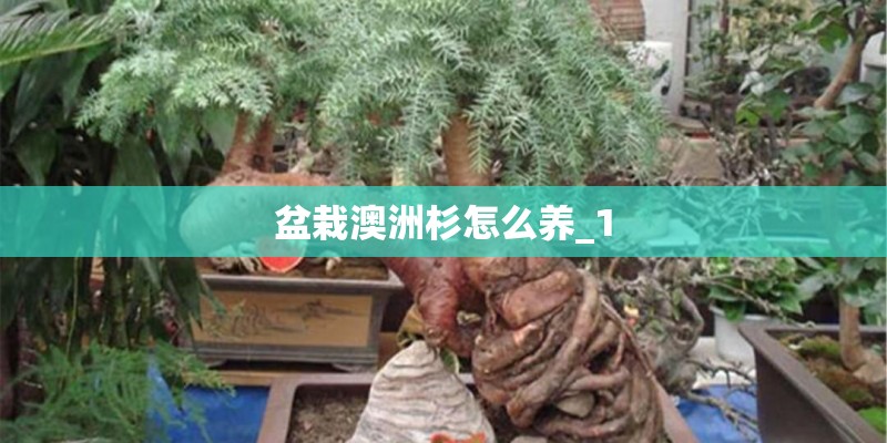 盆栽澳洲杉怎么养_1