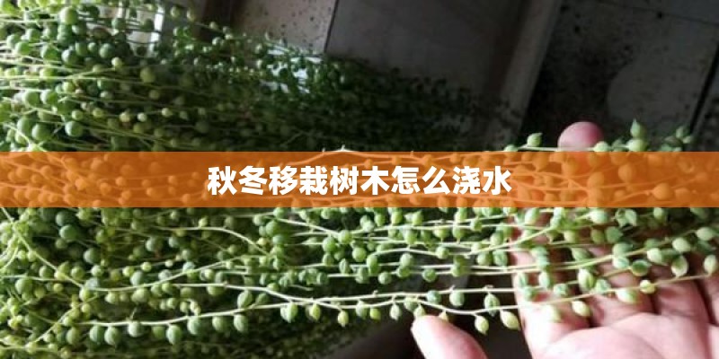 秋冬移栽树木怎么浇水