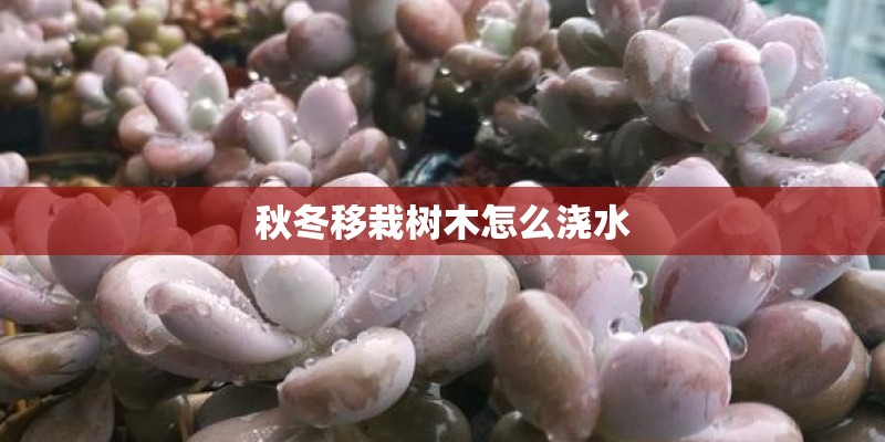 秋冬移栽树木怎么浇水