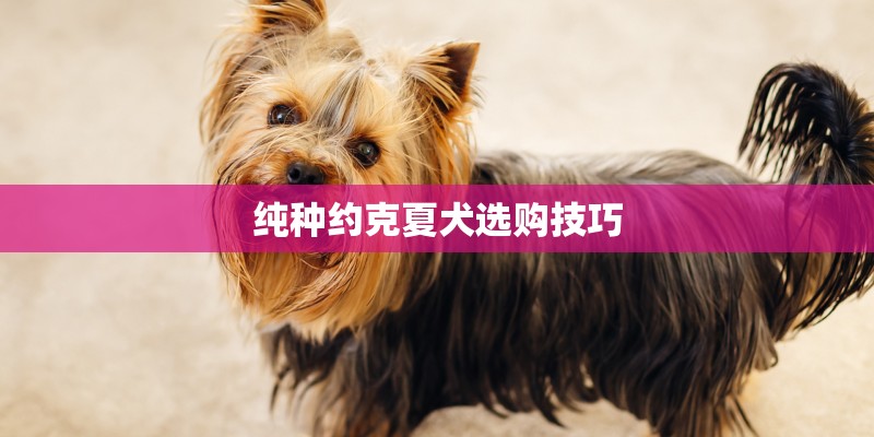 纯种约克夏犬选购技巧