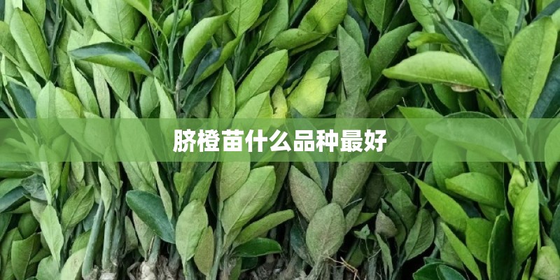 脐橙苗什么品种最好