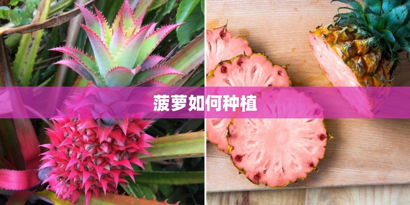 菠萝如何种植