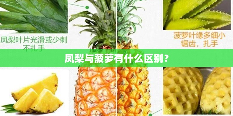 凤梨与菠萝有什么区别？