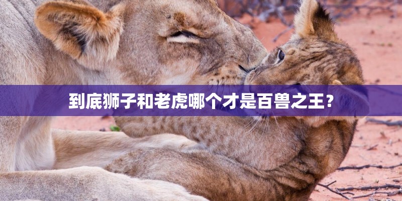 到底狮子和老虎哪个才是百兽之王？