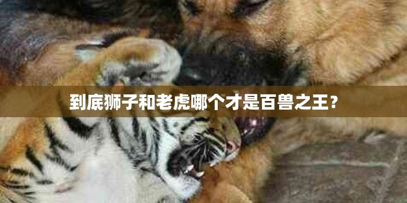 到底狮子和老虎哪个才是百兽之王？