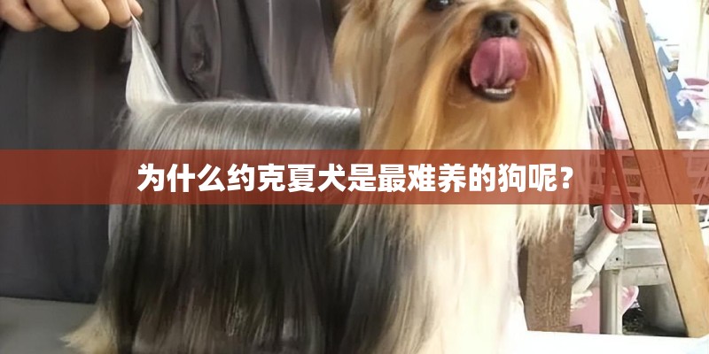 为什么约克夏犬是最难养的狗呢？