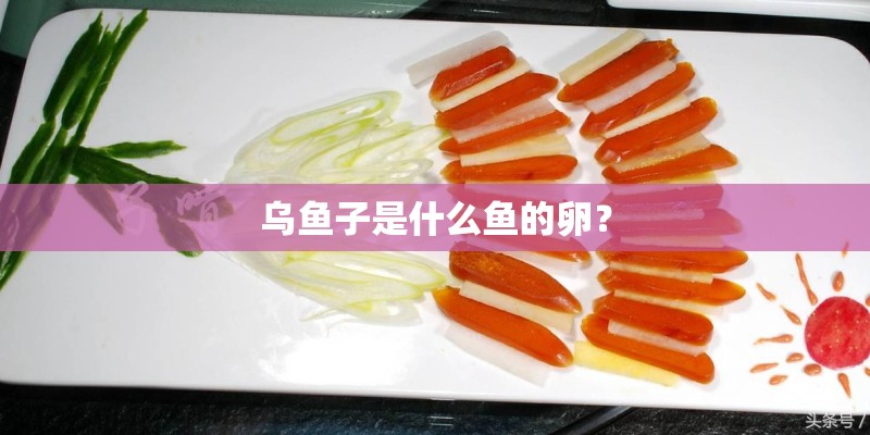 乌鱼子是什么鱼的卵？