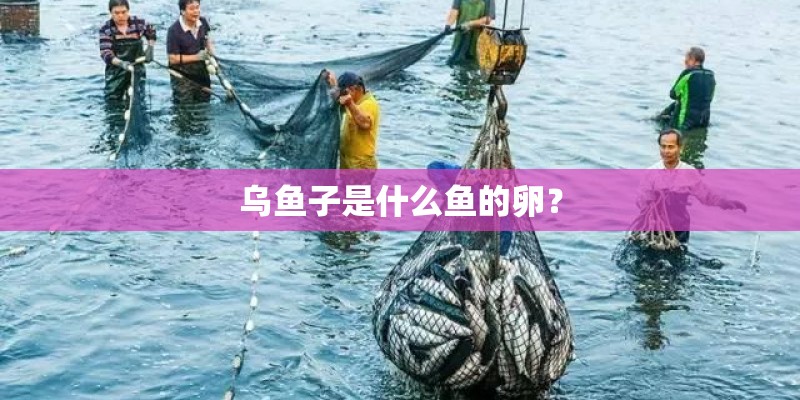 乌鱼子是什么鱼的卵？