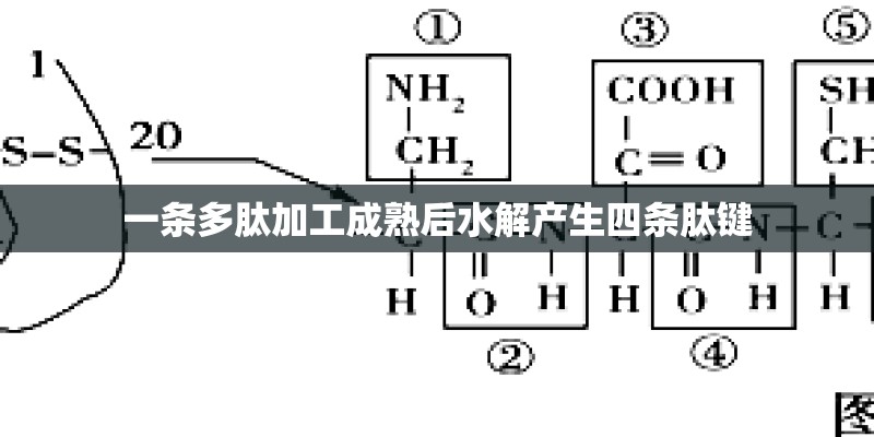一条多肽加工成熟后水解产生四条肽键