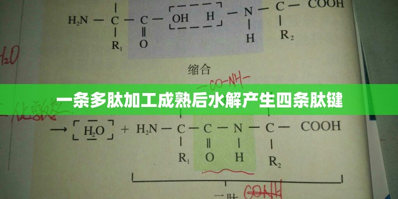 一条多肽加工成熟后水解产生四条肽键
