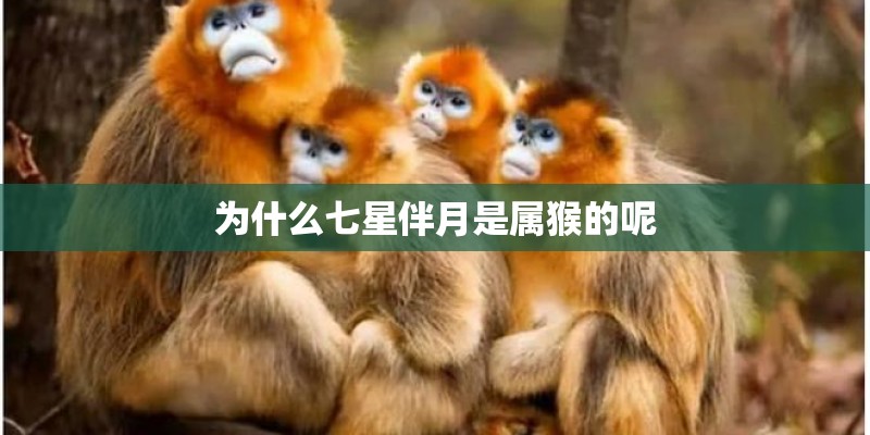 为什么七星伴月是属猴的呢