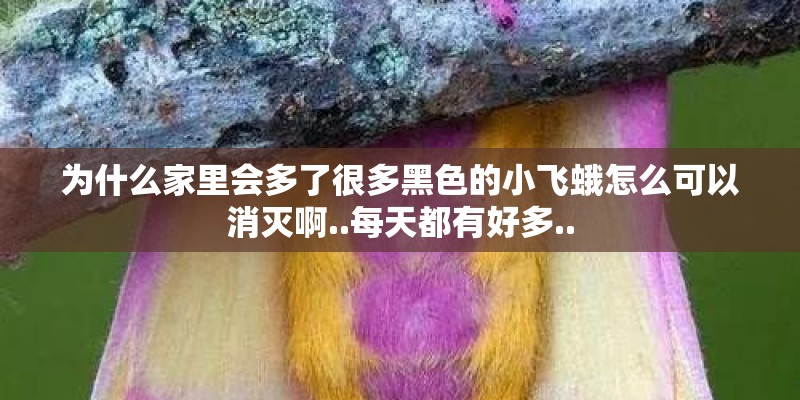 为什么家里会多了很多黑色的小飞蛾怎么可以消灭啊..每天都有好多..