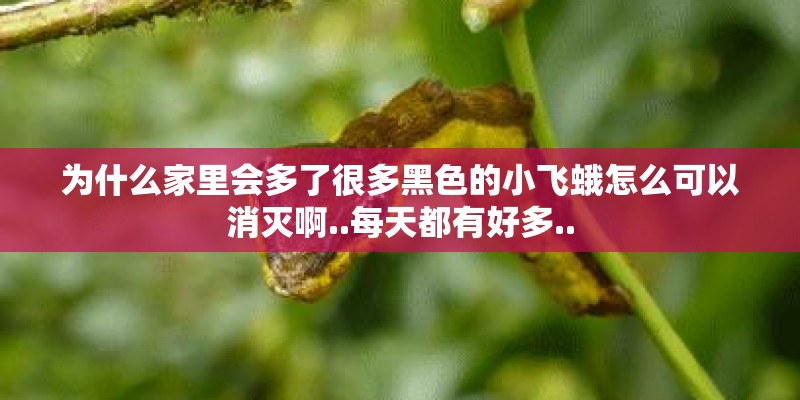 为什么家里会多了很多黑色的小飞蛾怎么可以消灭啊..每天都有好多..